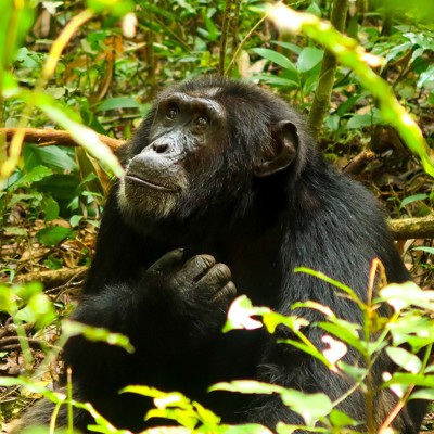 Groepsrondreis Oeganda Natuur Plus Pop-Up