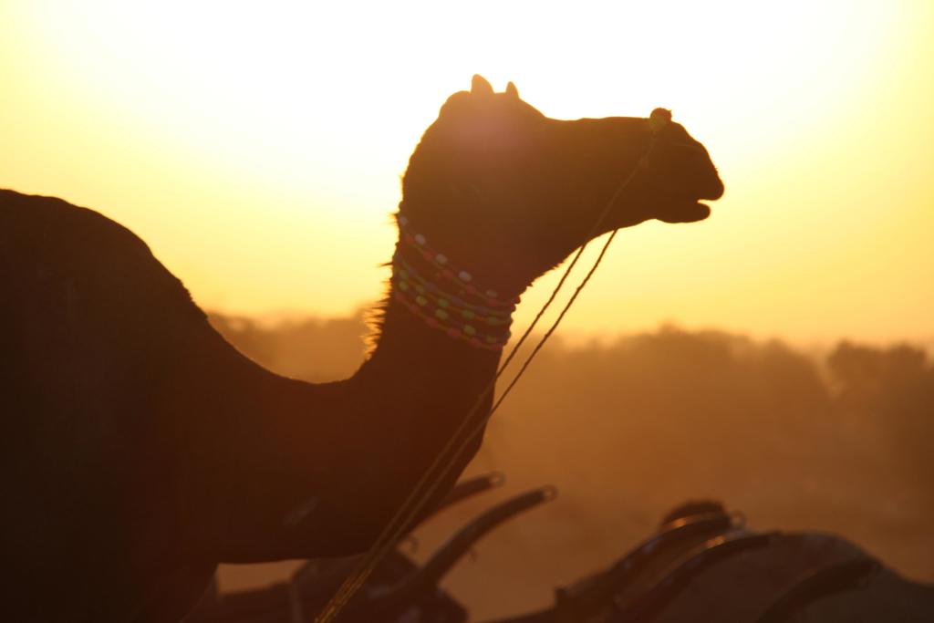 India, camel