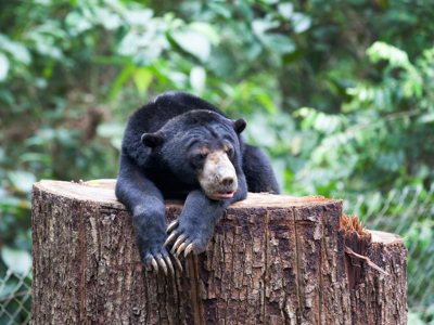 Route Maleisisch Borneo familiereis, 21 dagen - Dag 15