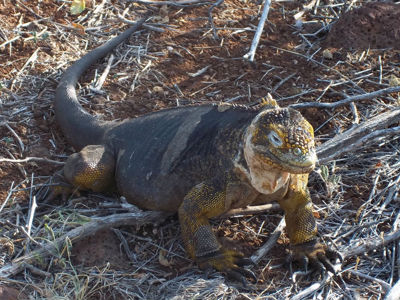 Rondreis Ecuador en Galapagos Leguaan