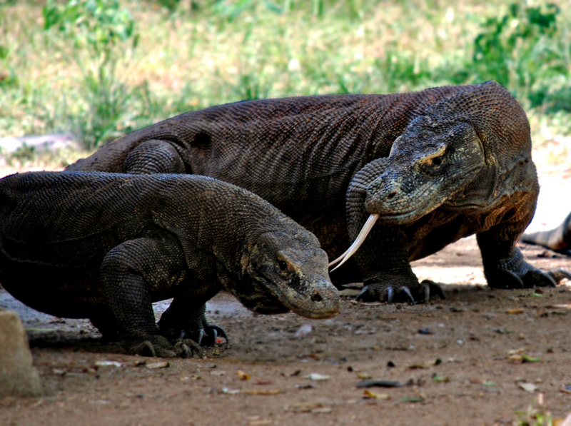 Komodovaraan, Indonesie