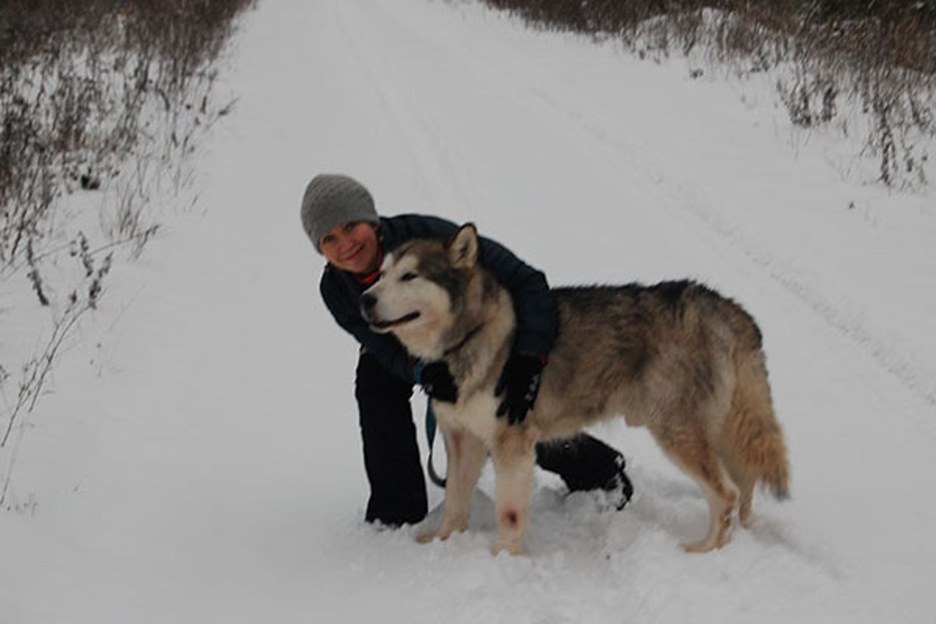 Rusland, Kotkishevo, husky