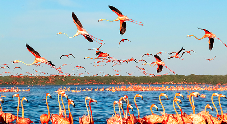 Celestún National Park Celestún National Park