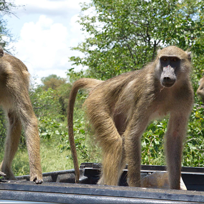 Chipangali Wildlife Orphanage (ter plaatse boeken)