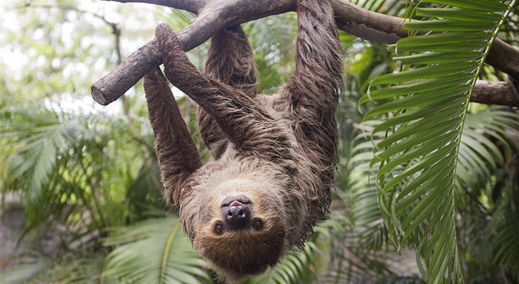 luiaard-costa-rica luiaard-costa-rica