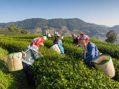 Route Maleisië, 18 dagen (2019) - Dag 6