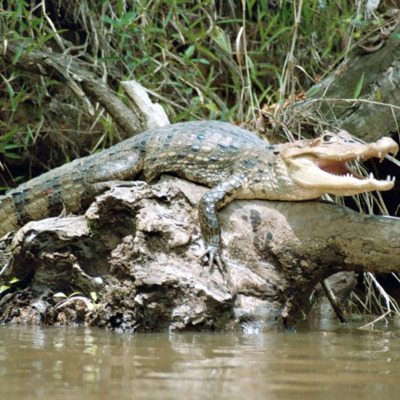 Costa Rica paardrijden