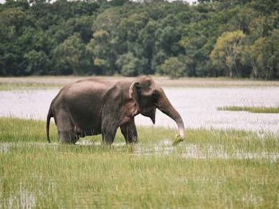 Route Sri Lanka, 16 dagen OUD - Dag 4