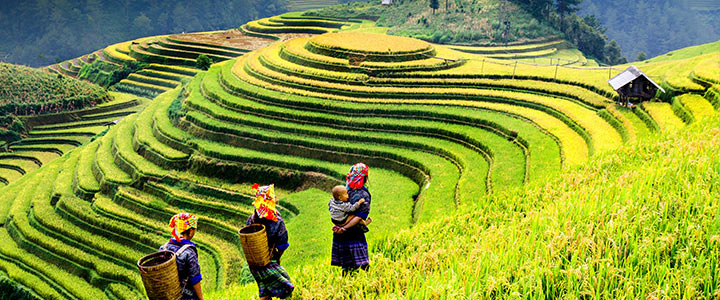Rijstterrassen in Vietnam Rijstterrassen in Vietnam