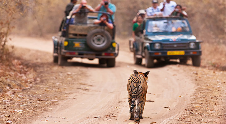 Tijger in India Tijger in India