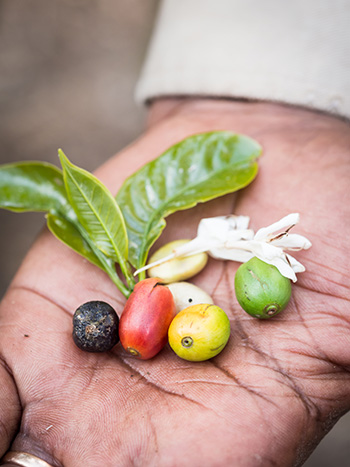 Koffiebonen uit Tanzania Koffiebonen uit Tanzania