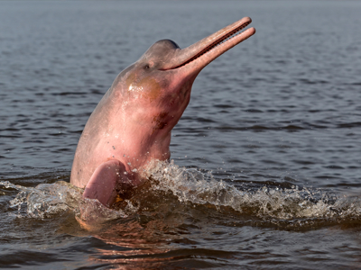 Route Ecuador, 22 dagen inclusief SachaÑampi - Day 5