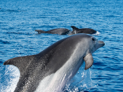 Route Madeira, Lissabon en Lagos, 12 dagen - Day 4