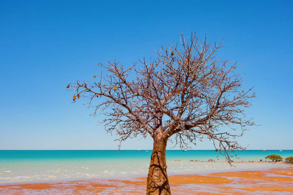 Baobal_tree_Broome.jpg