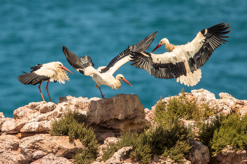 main_TSV_White_Stork_portugal_shutterstock_1592426293.jpg