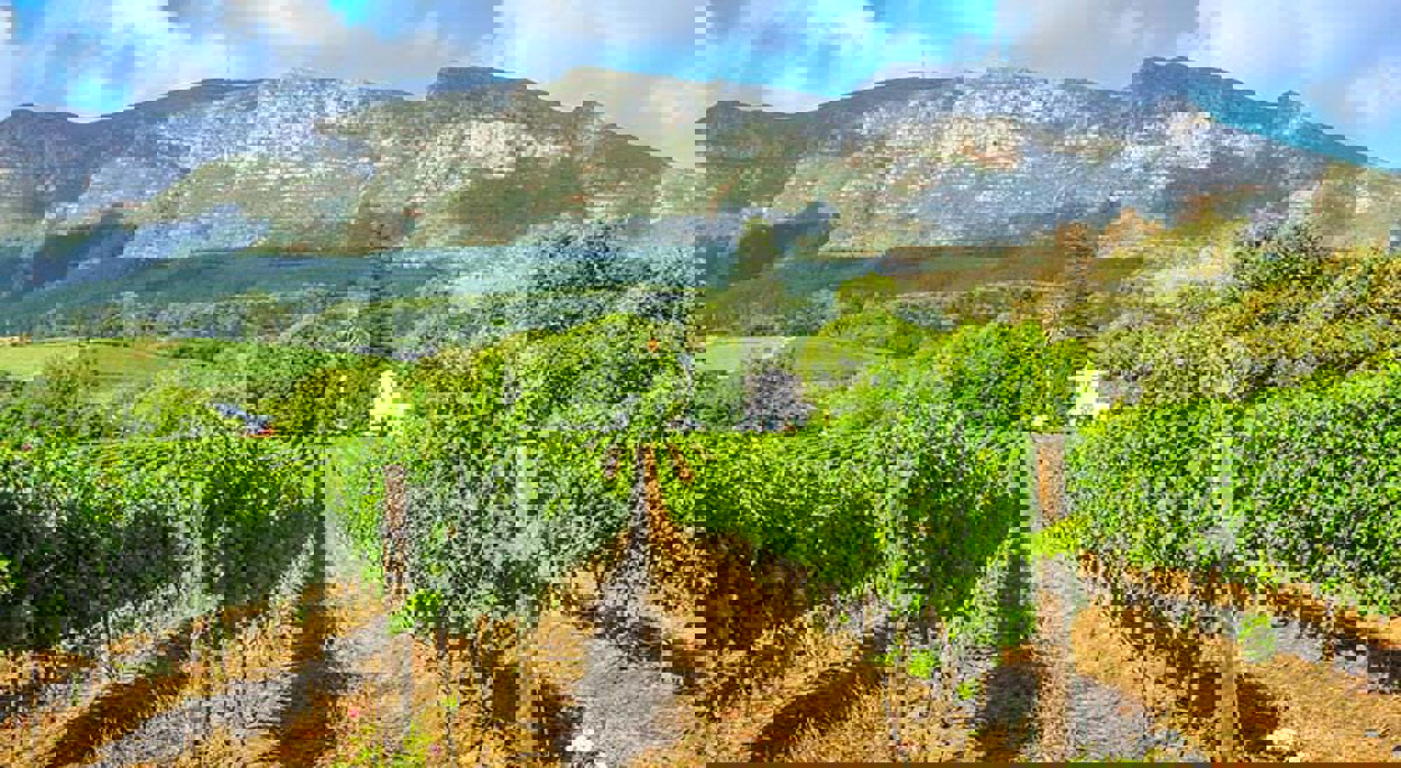 Wijngaarden en bergen in Stellenbosch