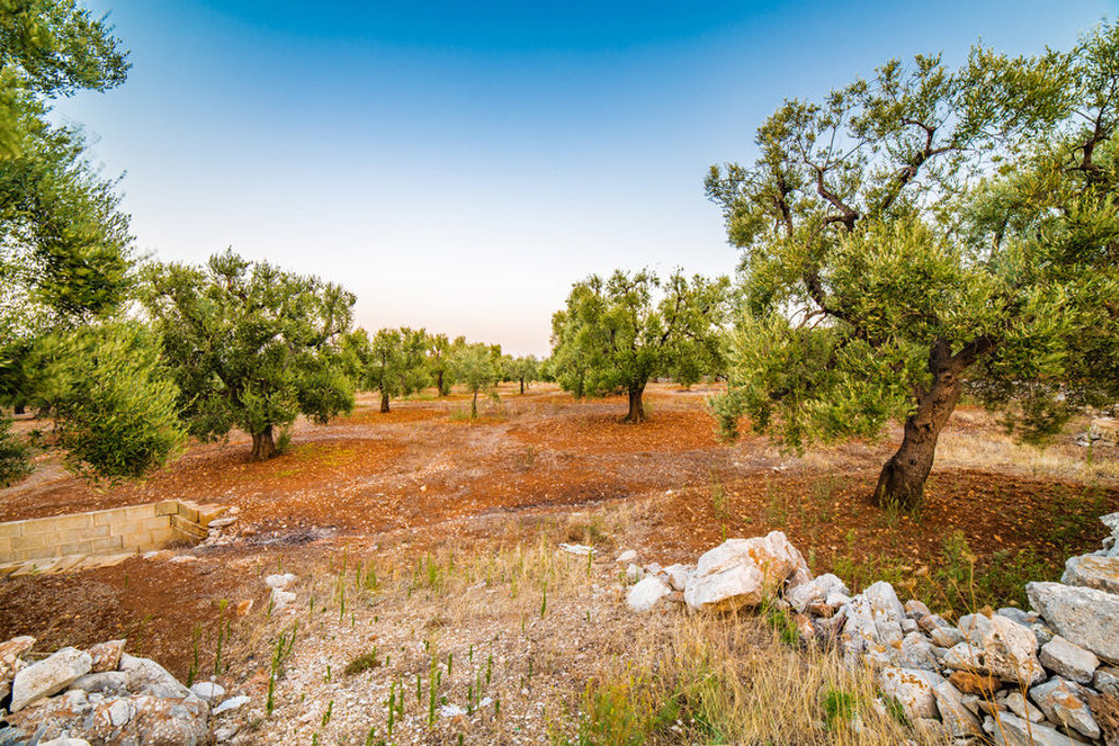main_TEV_Apulian_olive_groves_shutterstock_495690790.jpg