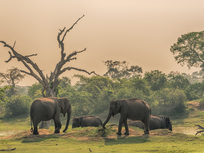 Route Sri Lanka en Malediven, 21 dagen - Dag 14