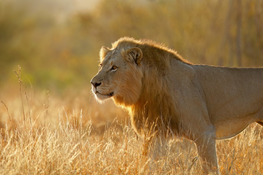 Leeuw in Kruger National Park, Zuid-Afrika