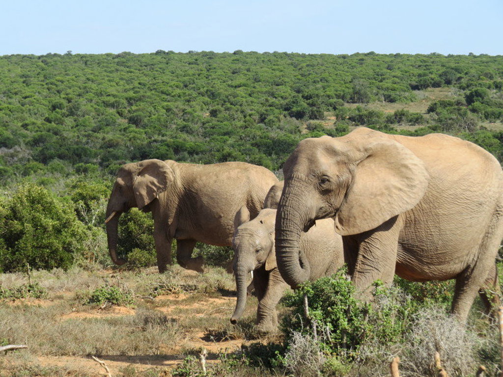 main_Zuid-Afrika_-_Addo_National_Park_-_dieren__17_.jpeg