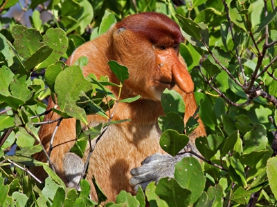 Route Maleisisch Borneo, 24 dagen - Dag 7