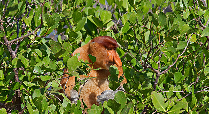 neusaap-borneo neusaap-borneo