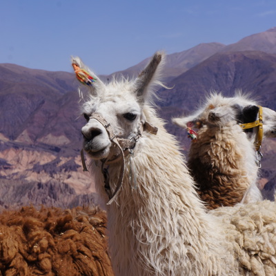 Groepsrondreis Argentinië