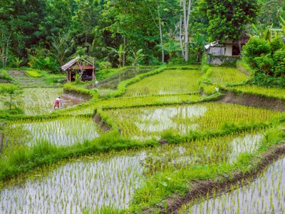 Route - Bali & Sulawesi, 23 dagen - Day 9