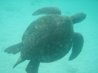 Route Ecuador en Galapagos, 22 dagen - Day 17