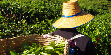 Groepsrondreis Singapore, Maleisië & Thailand