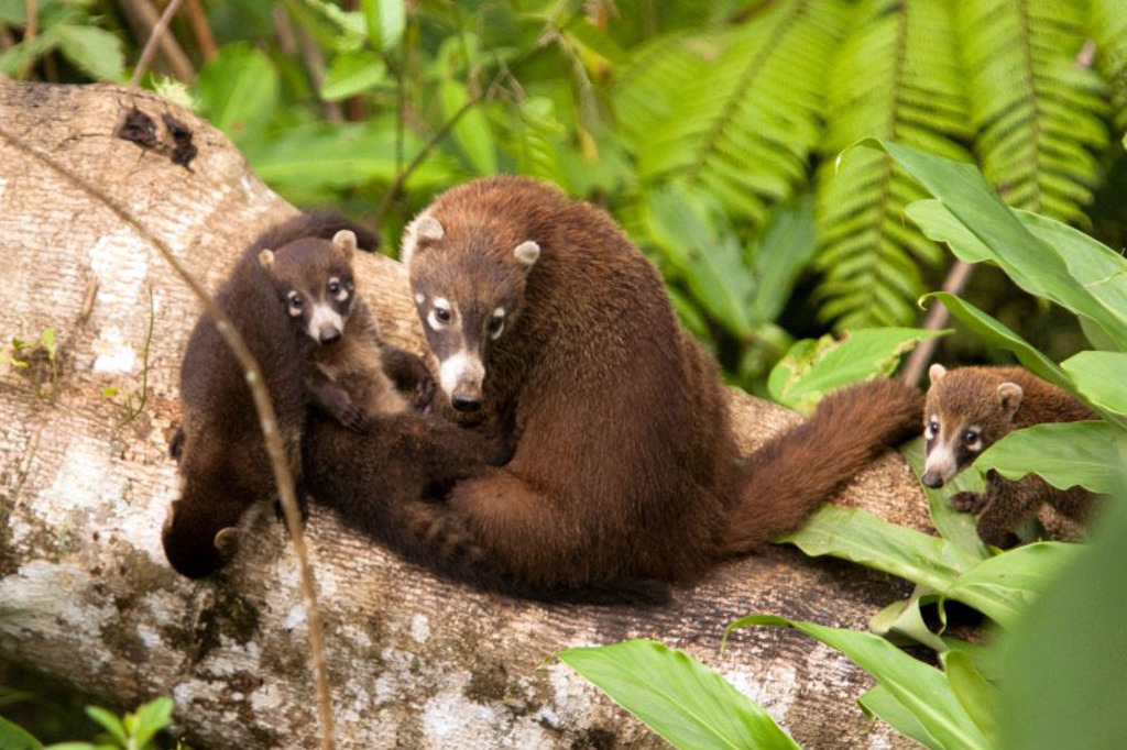 Costa Rica wildlife