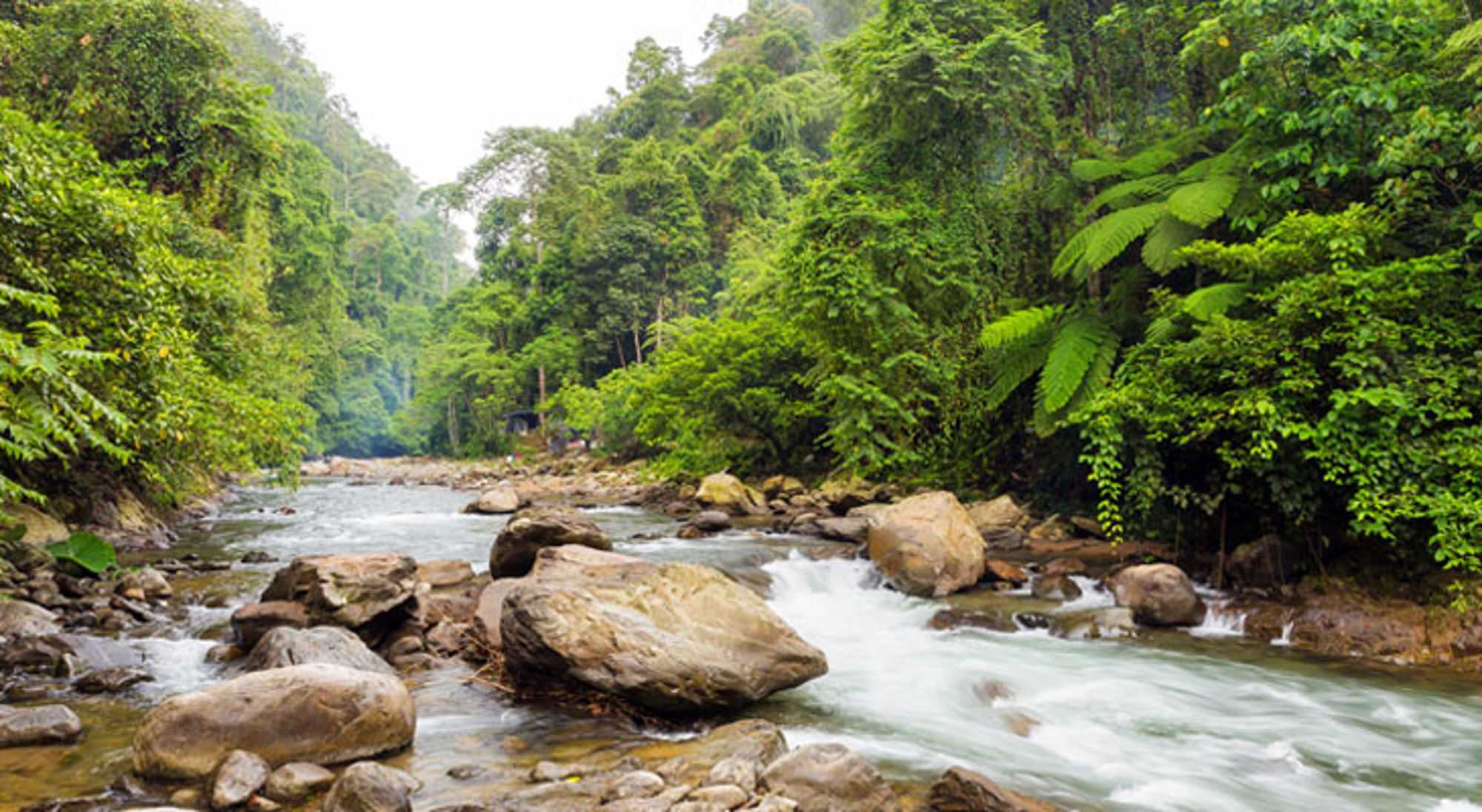 Bukit Lawang jungle Indonesië