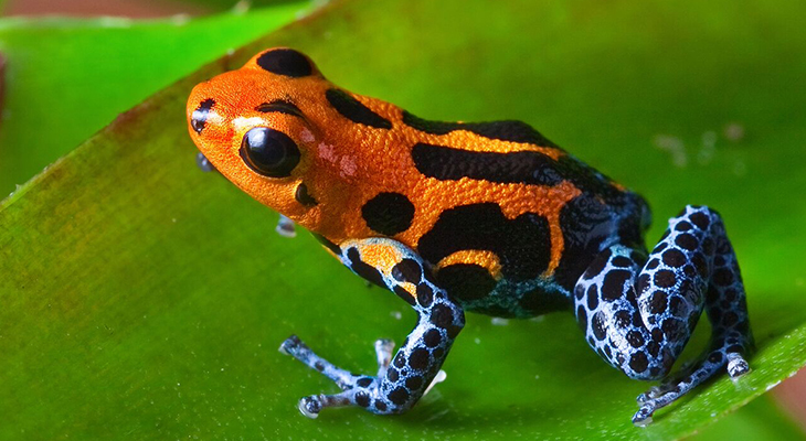 Kikker in Noord-Peru Kikker in Noord-Peru