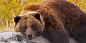 Groepsrondreis Canada West - Kampeer/hotel reis