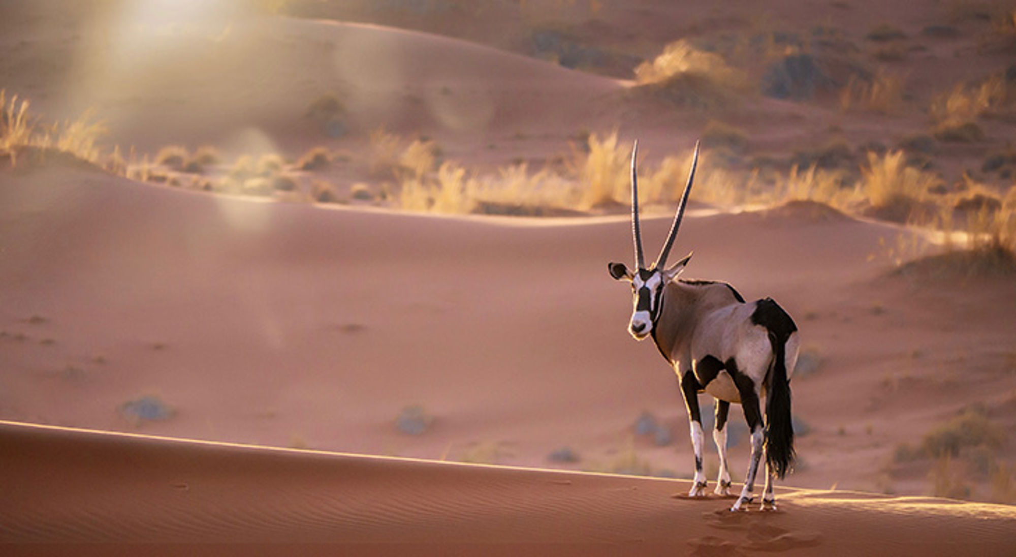 Een oryx gazella die stil staat op een zandduinrug in de Sossusvlei, Namibië Een oryx gazella die stil staat op een zandduinrug in de Sossusvlei, Namibië