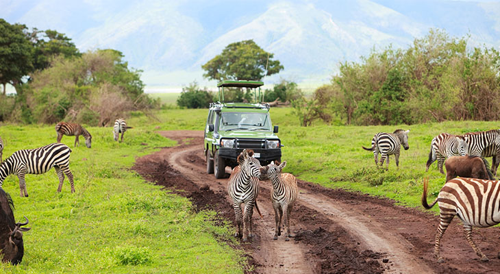 Safari en zebra's in Arusha National Park Safari en zebra's in Arusha National Park