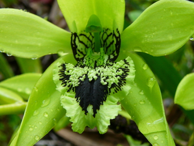 Kalimantan, 22 dagen - Day 8