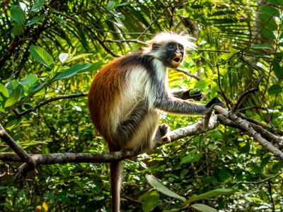 Kenia, Tanzania en Zanzibar, 22 dagen - Dag 19