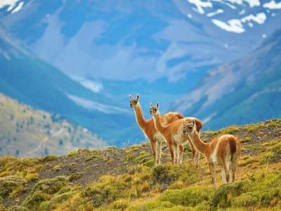 Standaard route Patagonië - Dag 15