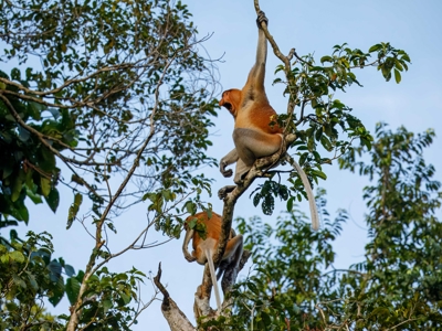 Route Maleisisch Borneo, 23 dagen - Dag 16