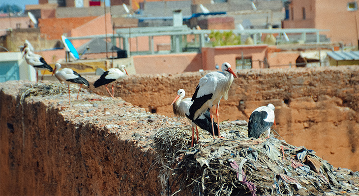 EL-Badi paleis struisvogels EL-Badi paleis struisvogels