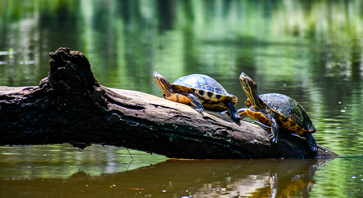 Schildpadden Costa Rica