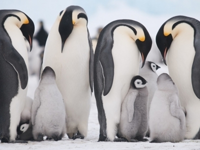 Route rondreis Antarctica 18 dagen - Dag 8