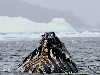 Antarctica Route - Dag 13