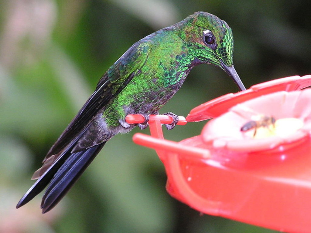 main_Costa_Rica__10_.jfif