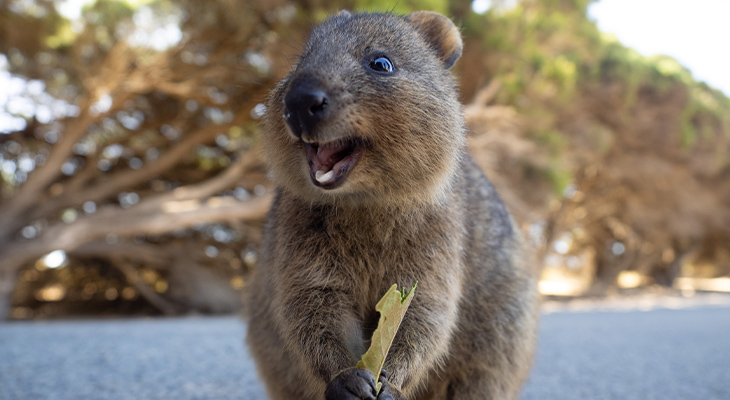 Quokka Quokka